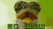 a chameleon with its mouth wide open and the words so wow earth behind it
