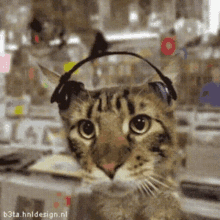 Cat Headphones GIF - Cat Headphones GIFs