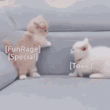 two kittens are playing on a couch with the words funrage special and toxic below them