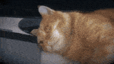an orange cat is laying down on a desk