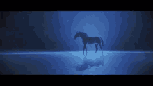 Horse Destiny2 GIF - Horse Destiny2 Bungie GIFs