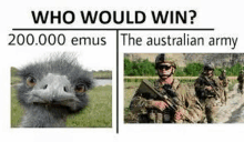 Emu Vs Australian Army GIF - Emu Vs Australian Army GIFs