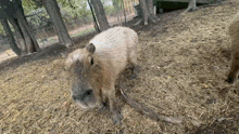 Capybara Urban Rescue Ranch GIF