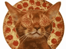 Pizza Cat GIF - Pizza Cat Kitty GIFs