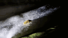 Firefly Bugs GIF - Firefly Bugs Night GIFs