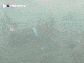 a person wearing a wetsuit with the word shark on it