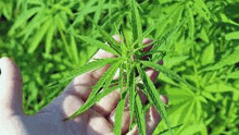 a person is holding a marijuana plant in their hands in front of a marijuana plant .