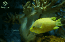 Fish Jaw Extension GIF