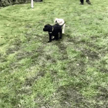 Puppy Puppies GIF - Puppy Puppies Sisters GIFs