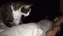 Cat Waking Up GIF