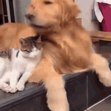 Dog Cat GIF - Dog Cat Hugs GIFs