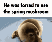 Spring Mushroom GIF