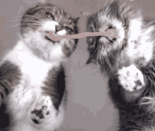 Cats Eating GIF