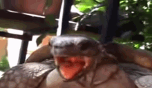 Turtle Pet GIF - Turtle Pet Mouth Open GIFs