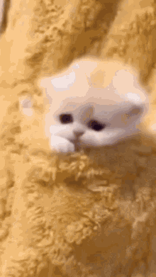 Sunakook Sad GIF - Sunakook Sad Cat GIFs