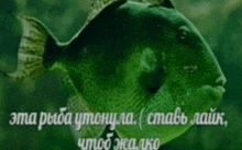a green fish is swimming in the water with a caption in russian