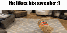 Finn Dog Sweater GIF - Finn Dog Sweater Finn GIFs