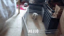 cute guineapig jumping hello darkness