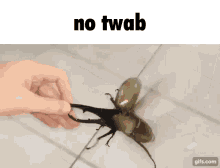 No Twab GIF - No Twab GIFs