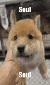 Soul Dog Cute Dog GIF - Soul Dog Soul Dog GIFs