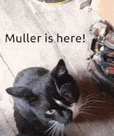 Muller Black Cat GIF - Muller Black Cat Cat GIFs