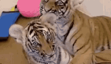 Tigers Cubs GIF - Tigers Cubs Cute GIFs
