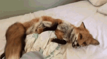 Funny Animals Cute Fox GIF - Funny Animals Cute Fox Fox GIFs