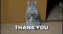 Cat Thank You GIF - Cat Thank You Thanks GIFs