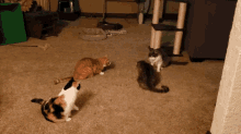 Run Cats GIF - Run Cats Scared GIFs