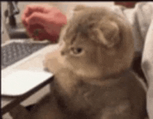 Angry Cat Gif by Honeydoe12 -- Fur Affinity [dot] net