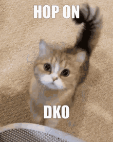 Dko Divine Knockout GIF - Dko Divine Knockout Hop On Dko GIFs