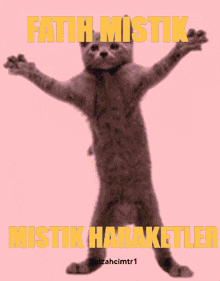 Mizahcimtr1 Fatih GIF - Mizahcimtr1 Fatih Cat GIFs
