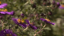 Bee Flying GIF - Bee Flying Collecting Nectar GIFs