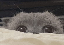 a close up of a cat 's eyes with a surprised look