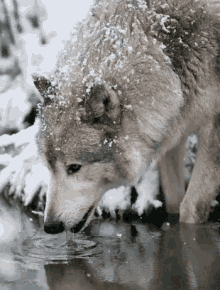 Husky Wolf GIF - Husky Wolf Drink GIFs