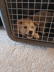 Hadassa Allison Zarya The Laika GIF - Hadassa Allison Zarya The Laika Puppy Tries To Escape Crate GIFs