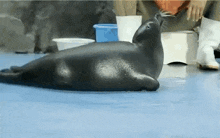 Niko Seal GIF - Niko Seal Toba Aquarium GIFs