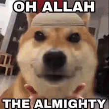 a dog with the words `` oh allah the almighty '' written on it 's face .