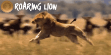 Roaring Lion Lion GIF - Roaring Lion Lion Lshare GIFs