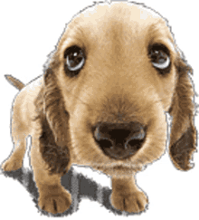 oxo perros cute adorable tail wagging puppy eyes