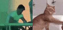 a man and a cat are playing with a ball in a room .
