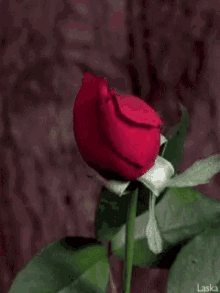 Bloom Rose GIF - Bloom Rose Flower GIFs