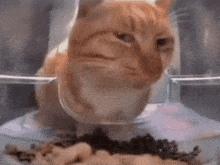 Mrfresh Sad Cat GIF