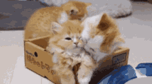 Kitten Cute GIF - Kitten Cute Baby GIFs