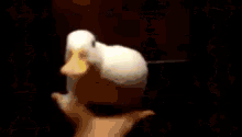 Duck Weird GIF - Duck Weird Wtf GIFs