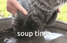 Good Soup Seals GIF - Good Soup Seals Cute GIFs