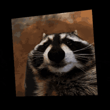 Raccon Raccoon Cube GIF - Raccon Raccoon Cube Raccoon Cube Spin GIFs