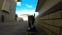 a cat is riding a skateboard down a sidewalk next to a brick wall