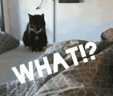 Cat Kitty GIF - Cat Kitty Shocked GIFs
