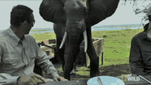 Elephant Picnic GIF - Elephant Picnic GIFs